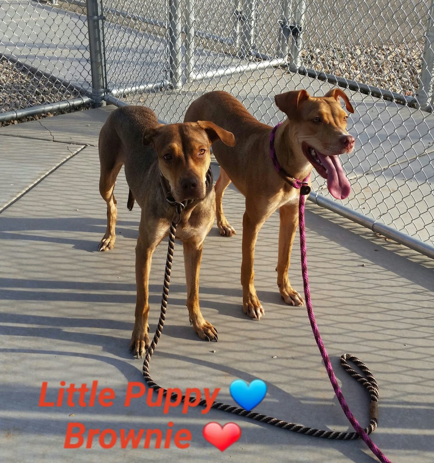 Adopt a friend: Brownie and Little Puppy